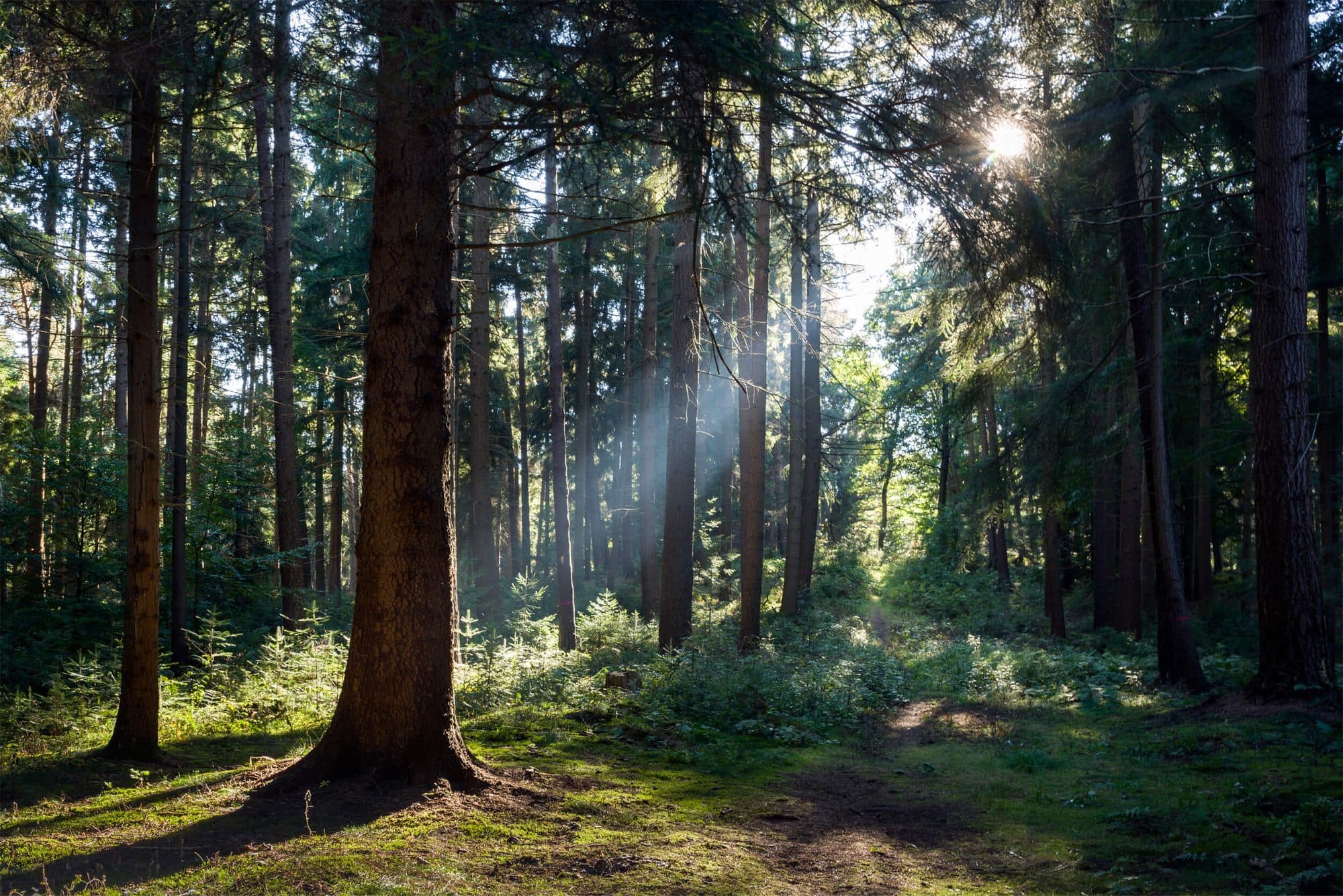 Sonnenlicht in einem Wald im Siegerland